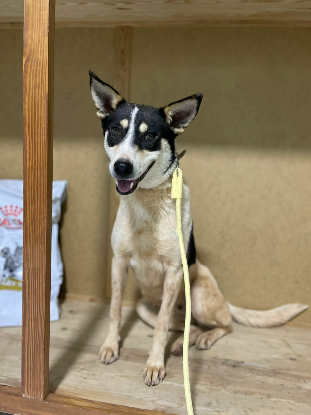 Adopter Kenza