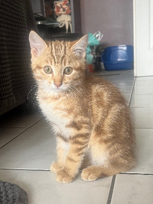 Adopter Basile