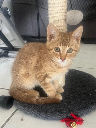 Adopter Basile