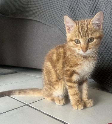 Adopter Basile