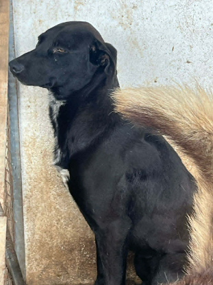 Adoption Youki