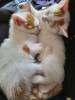 Voyou et bandit