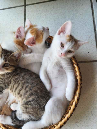 Adopter Voyou et bandit