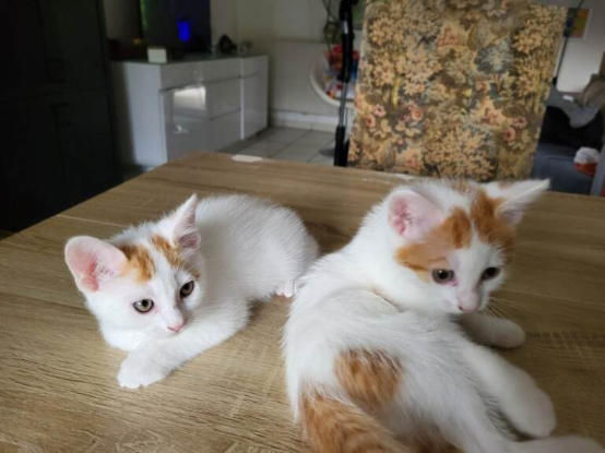 Adopter Voyou et bandit