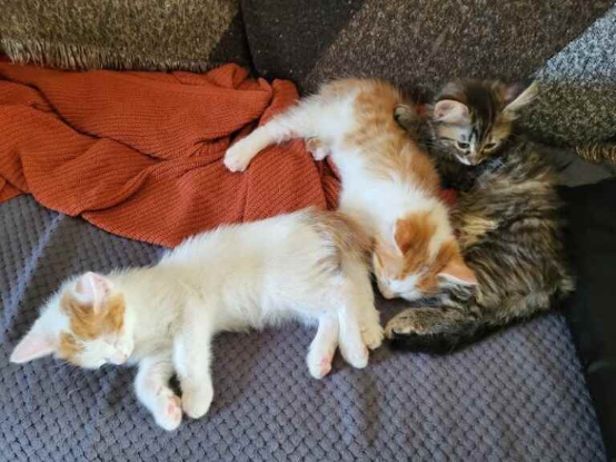 Adoption Voyou et bandit