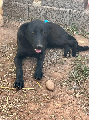 Adopter Kali