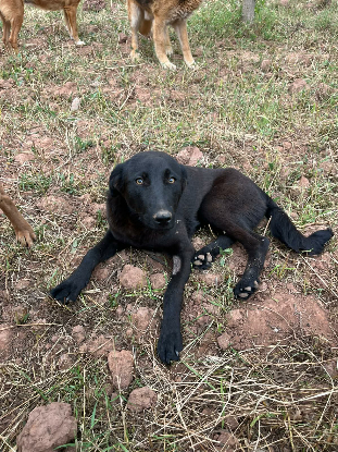 Adopter Kali
