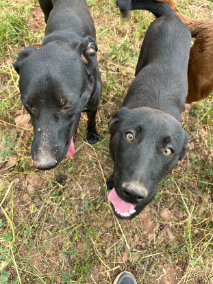 Adoption Kali