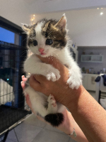 Adopter  chat : Barbouille et brume