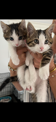 Adopter Barbouille et brume