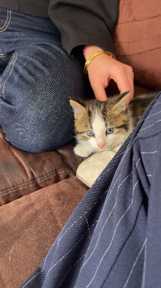 Adopter Barbouille et brume
