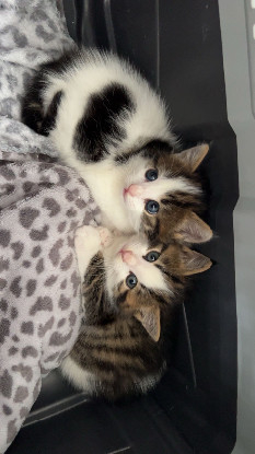 Adoption Barbouille et brume