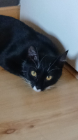 Adopter  chat : Bloom