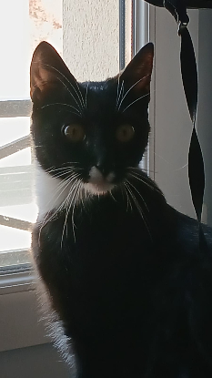Adoption Bloom