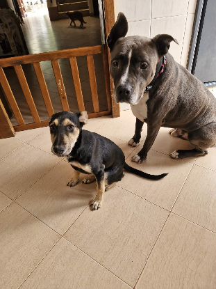 Adopter Pépita
