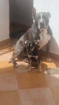 Adopter Pépita