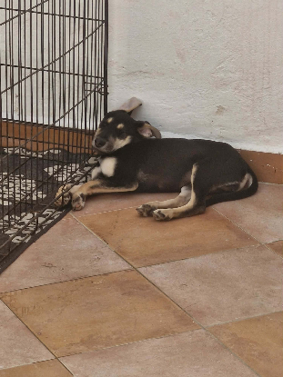 Adoption Pépita