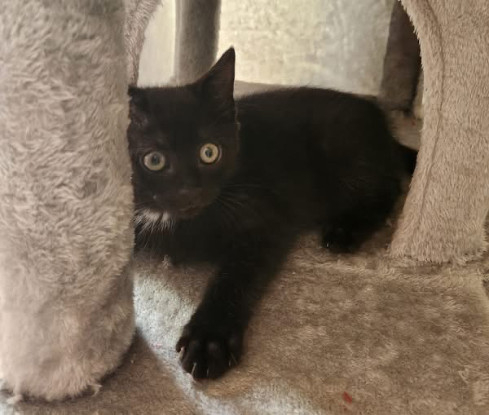 Adopter Kalinou