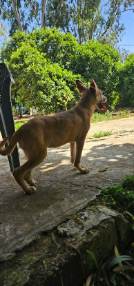 Adopter Rosa