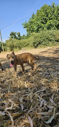 Adopter Rosa