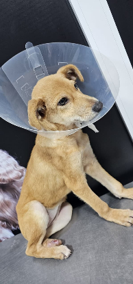 Adoption Rosa