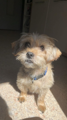 Adopter Loky