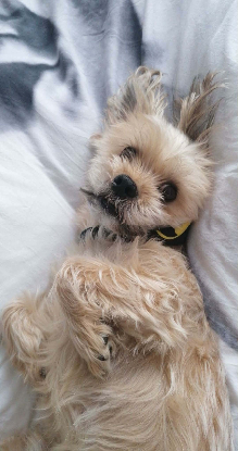 Adopter Loky