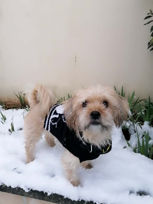 Adoption Loky