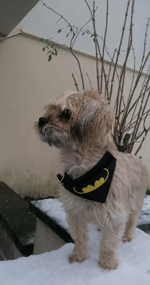 Adoption Loky