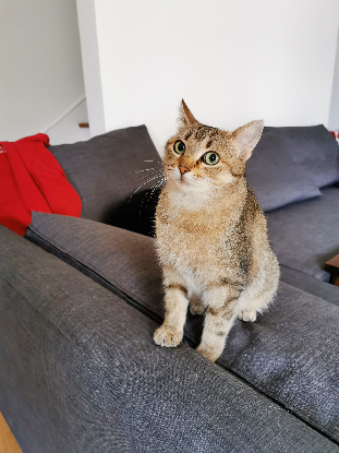Adopter Isis