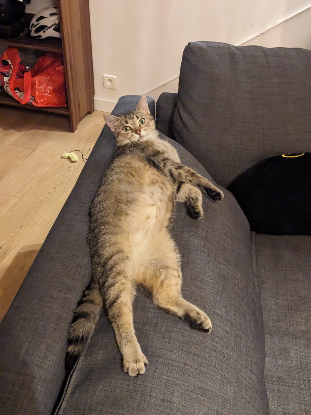 Adopter Isis