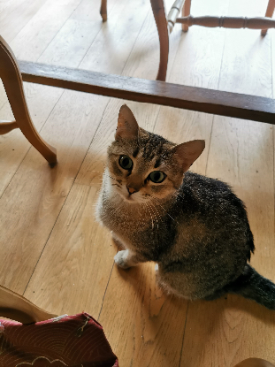 Adopter Isis