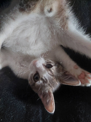 Adopter Velours