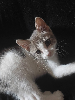 Adopter Velours