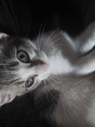 Adopter Velours