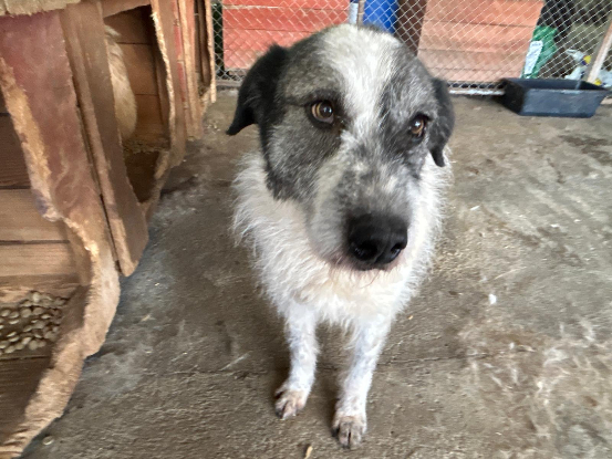 Adopter Roco