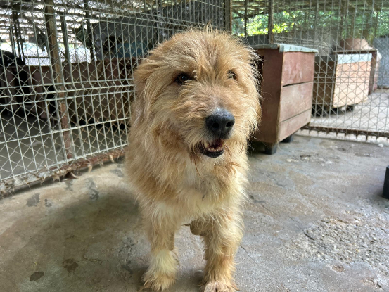 Adopter Dieter