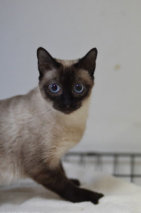 Adopter Selene