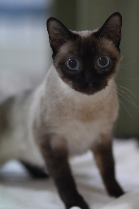 Adopter Selene
