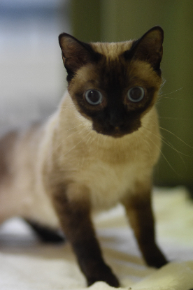 Adopter Selene
