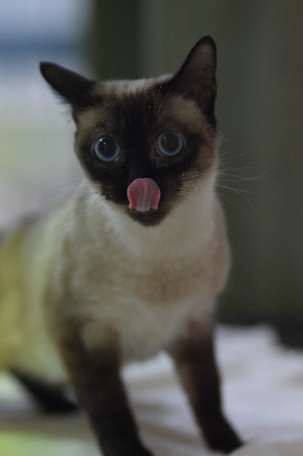 Adoption Selene