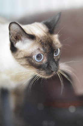 Adoption Selene