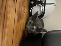 Adopter Bibou