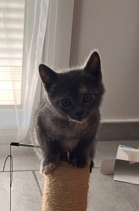 Adopter Bibou
