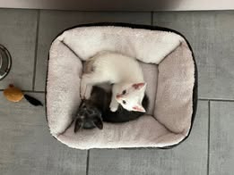 Adopter Bilou