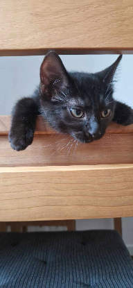 Adopter Satin