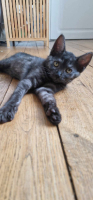 Adopter  chat : Brume