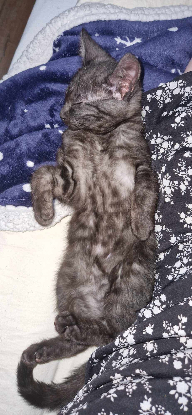 Adopter Brume