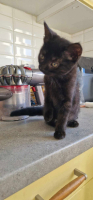 Adopter  chat : Velours