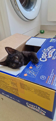 Adopter Velours